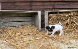 Jack Russell dogs for sale: Jack Russell puppies - Image 25