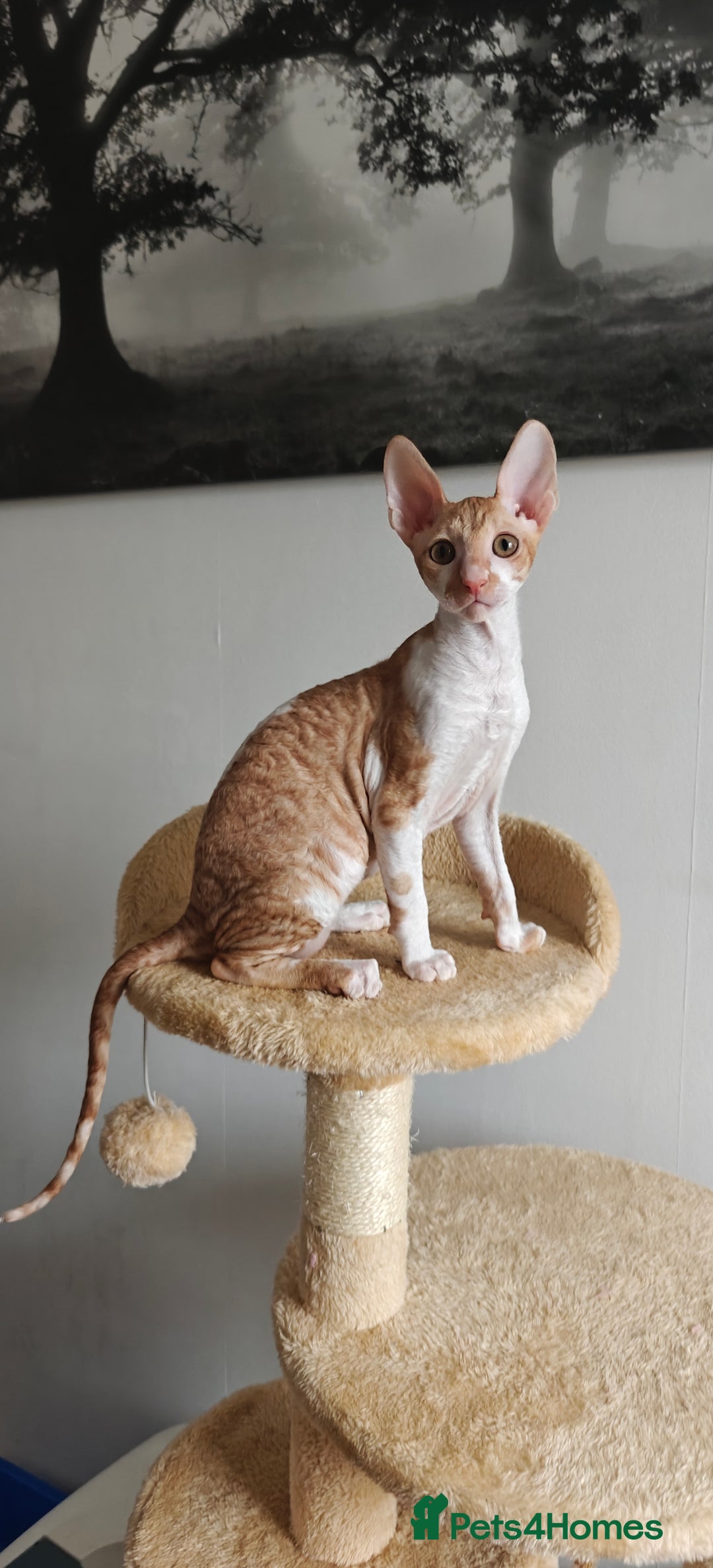 Cornish Rex cats for sale: Cornish Rex Kitten Ready for his new  home! - Advert 2