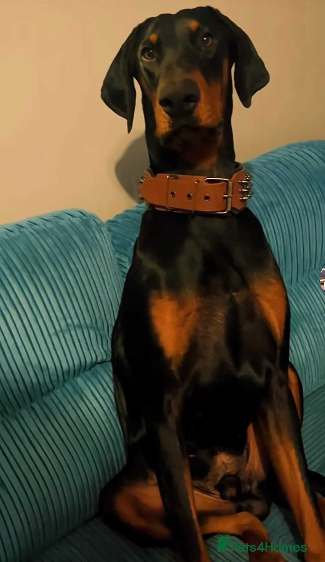 Dobermann dogs for stud: Doberman stud  in Faversham - Advert 2