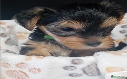 Yorkshire Terrier dogs for sale: Yorkshire Terrier one little boy - Image 4