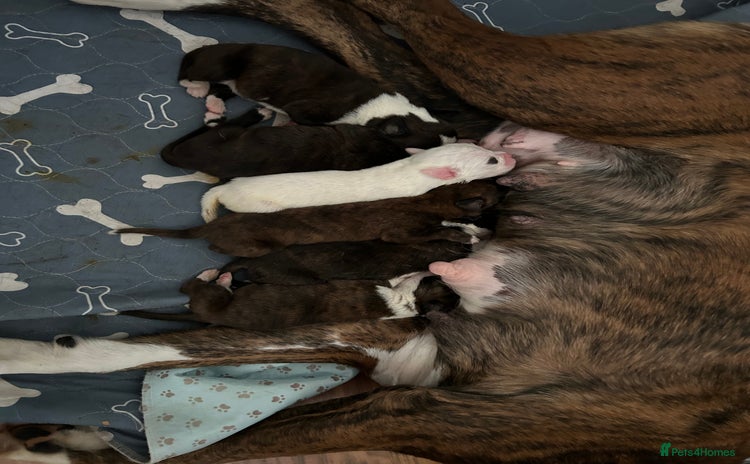 Boxer dogs Boxer puppies  - Advert 1