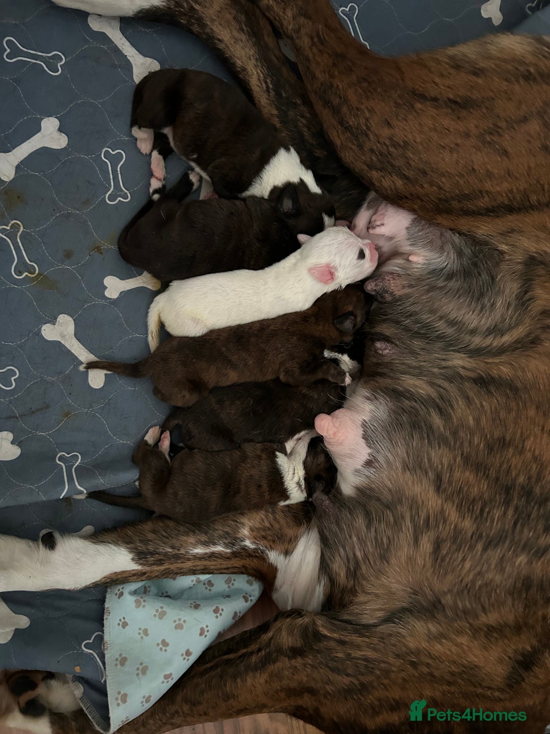 Boxer dogs for sale: Boxer puppies  - Image 7