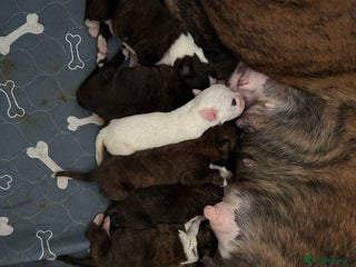 Boxer dogs Boxer puppies - Advert 16