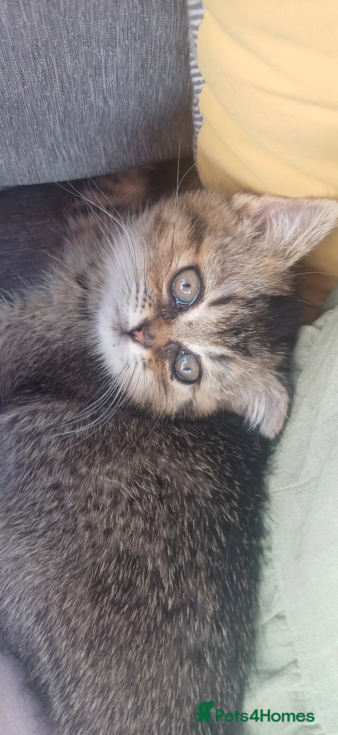British Shorthair cats for sale: Ready now! TICA Scottish Straight/ Fold kittens  - Advert 1