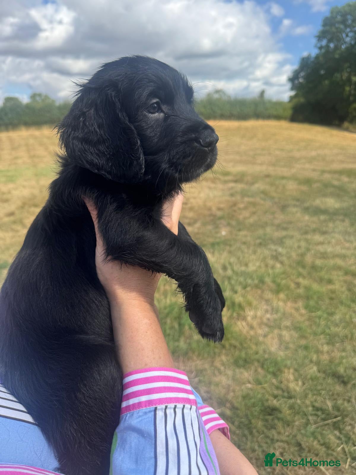 Mixed Breed dogs Spangold Retreiver Pups (Springer/GoldenRetreiver) - Advert 2