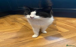 Mixed Breed cats for sale: Cat male - Image 1