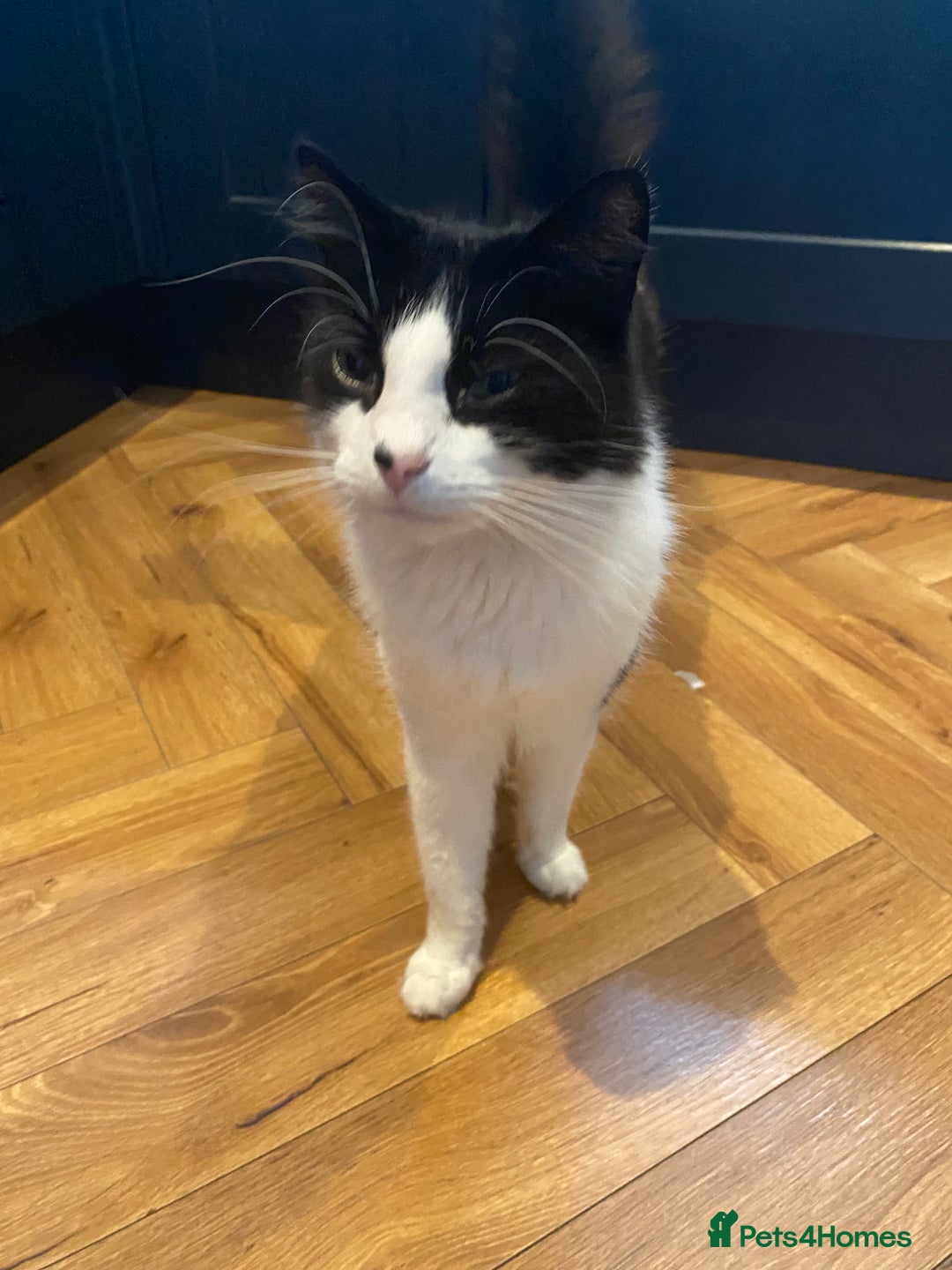 Mixed Breed cats for sale: Cat male - Image 1