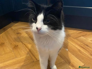 Mixed Breed cats Cat male - Advert 3