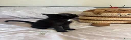 Domestic Shorthair cats for sale: 3 black kittens  - Advert 8