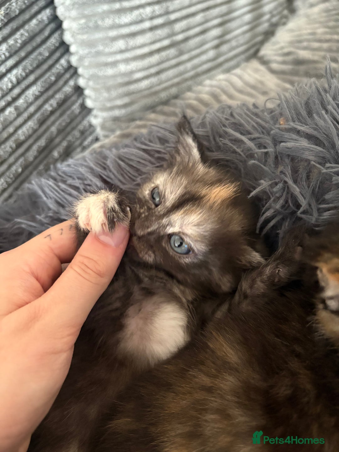 Mixed Breed cats for sale: (NEED HOMES) Beautiful kittens white/ginger - Image 15