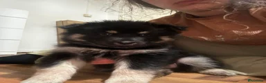 Pomsky 4