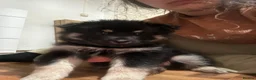 Pomsky dogs for sale: Husky/Pomsky puppies for sale - Advert 7