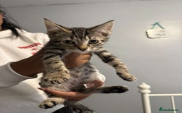 Ragdoll cats for sale: Ragdoll x bengal //// bengal x tabby - Image 22