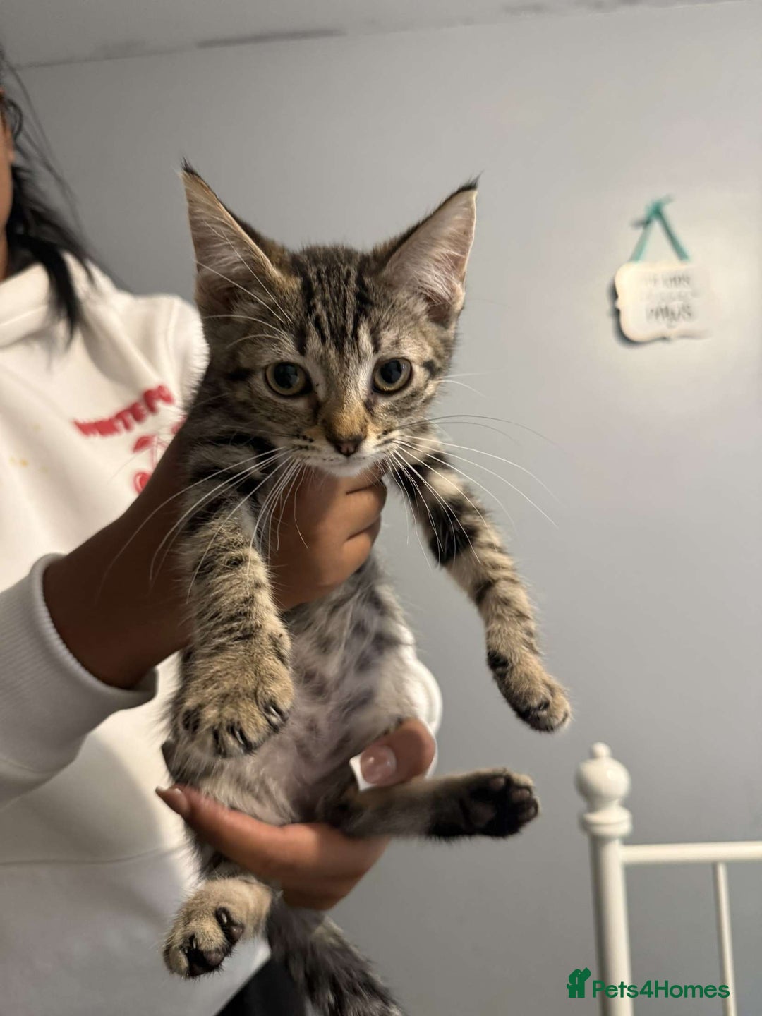 Ragdoll cats for sale: Ragdoll x bengal //// bengal x tabby - Image 22