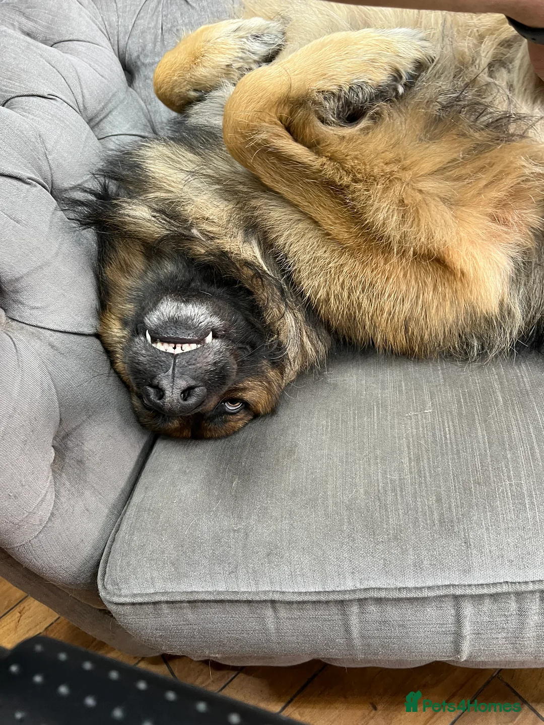 German Shepherd dogs for stud: Zeus available for Stud - Advert 6