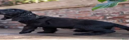 Cocker Spaniel dogs for sale: Cocker spaniels – Ready now 2 boys + 1 girl. - Advert 12