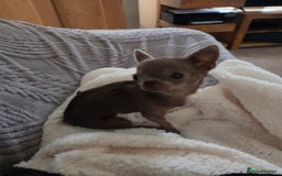 Chihuahua dogs for sale: Blue female chihuahua  - Image 2