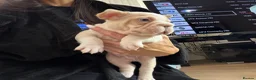 French Bulldog dogs for sale: Exotic French bulldog puppies/Health Tested Parent in Stoke-on-Trent - Advert 6