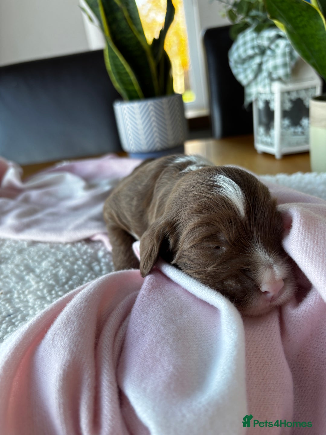 Sproodle dogs for sale: 💥 Rare Gorgeous Chocolate Merle Sproodles 🐶 - Advert 14
