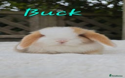 Mini Lop rabbits for sale: Beautiful mini lops boys and girls - Image 3