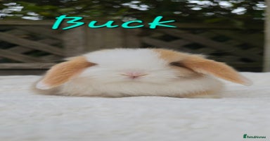 Mini Lop rabbits - Advert 15