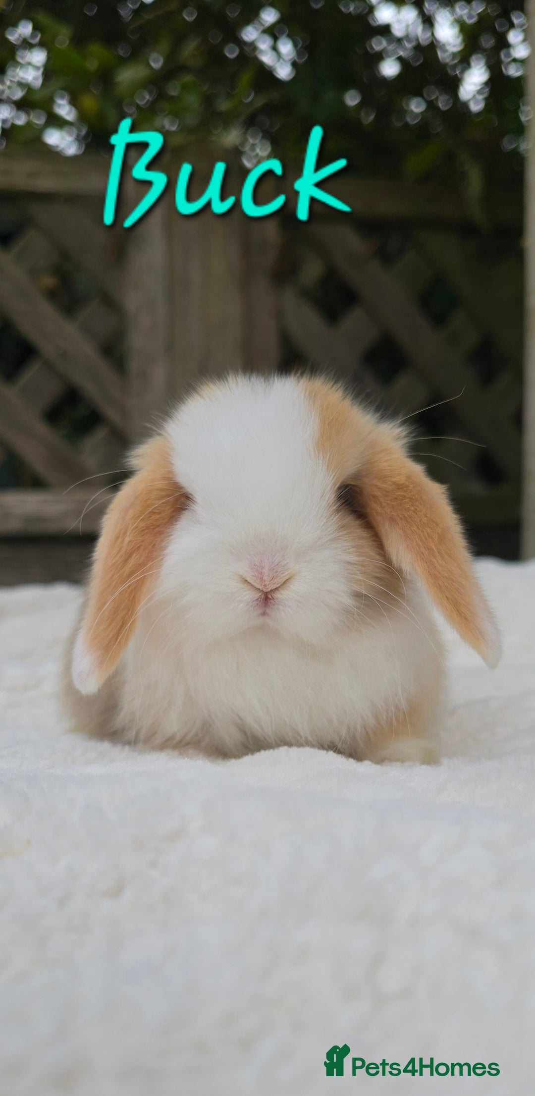 Mini Lop rabbits for sale: Beautiful mini lops boys and girls - Image 3