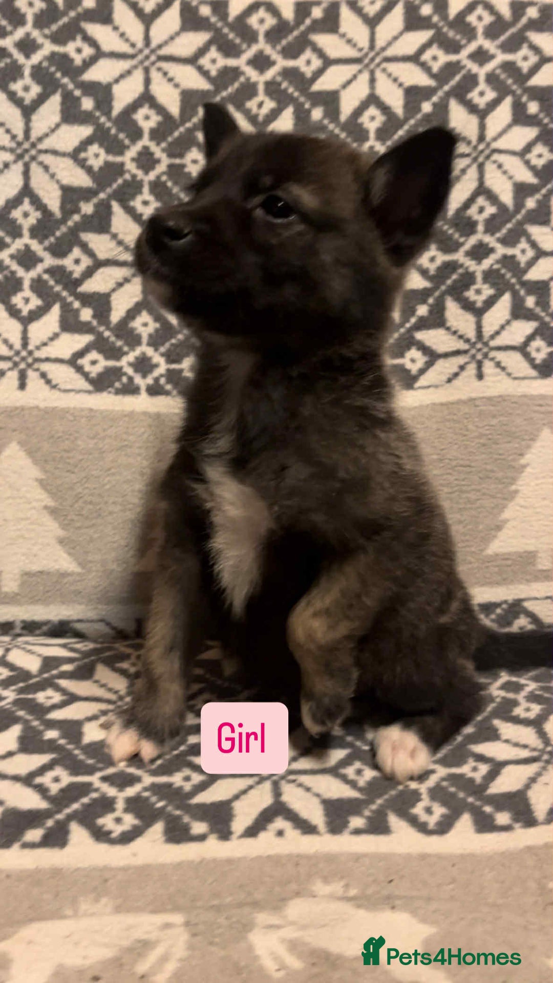 Huskita dogs for sale: Stunning little huski pups  - Advert 8