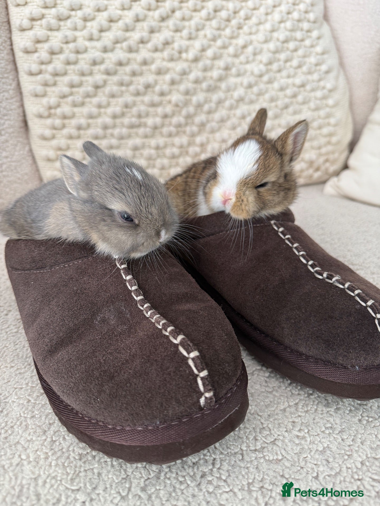 Netherland Dwarf rabbits Cute and cuddly Netherland Dwarf bunnies - Advert 2