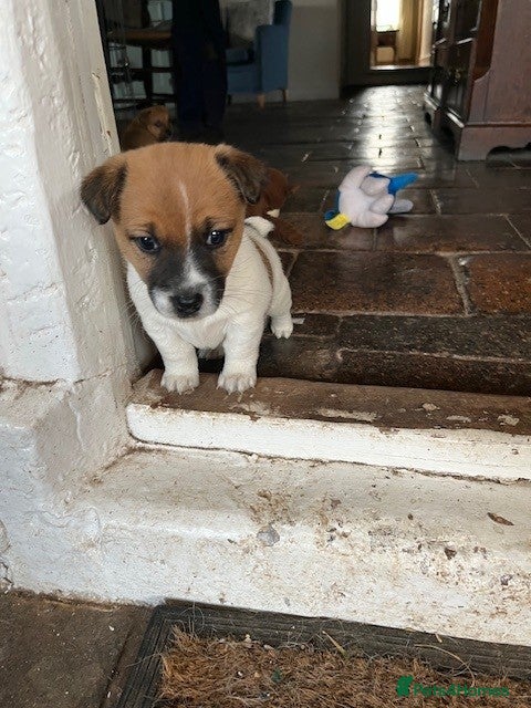 Mixed Breed dogs Norjack! - Advert 2