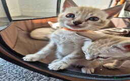 Bengal cats for sale: TICA large/clouded rosettes snow bengal kittens  - Image 22