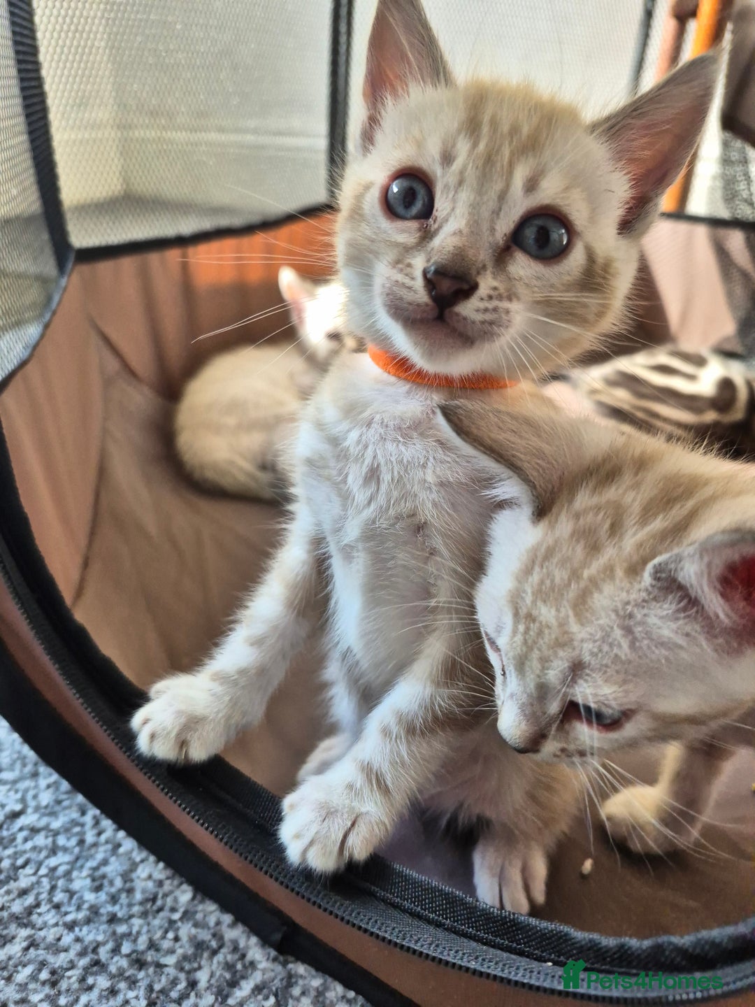 Bengal cats for sale: TICA large/clouded rosettes snow bengal kittens  - Image 22
