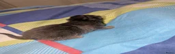 Mixed Breed cats for sale: Four kittens  - Advert 2