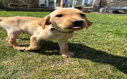 Labrador Retriever dogs for sale: Ready now KC reg Lab pups - health tested parents in Barnard Castle - Image 20
