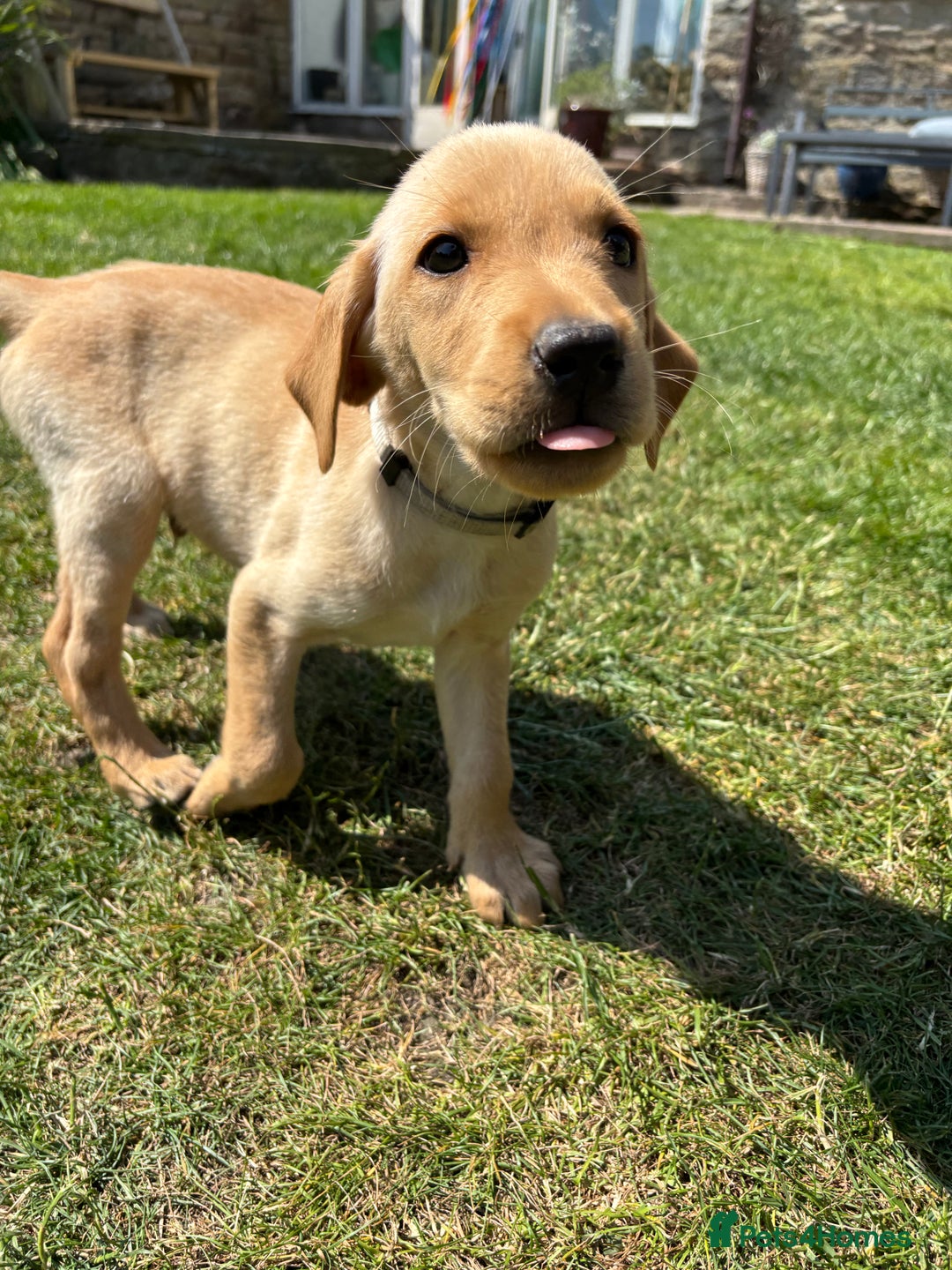 Labrador Retriever dogs for sale: Ready now KC reg Lab pups - health tested parents in Barnard Castle - Image 20