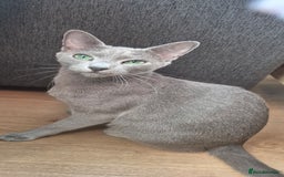 Russian Blue cats for sale: Pure Russian Blue Kittens 😸 💙 😍  - Image 4