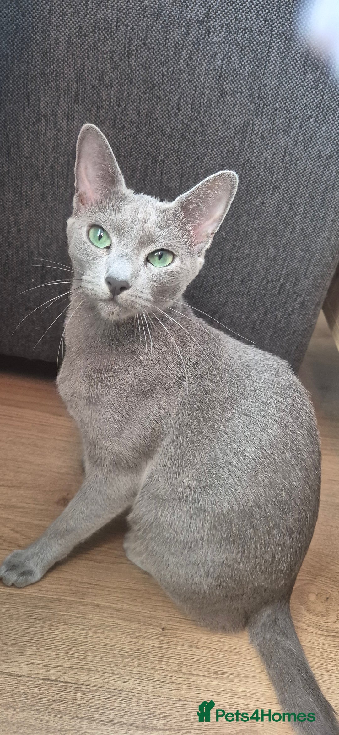 Russian Blue cats for sale: Pure Russian Blue Kittens 😸 💙 😍  - Image 4