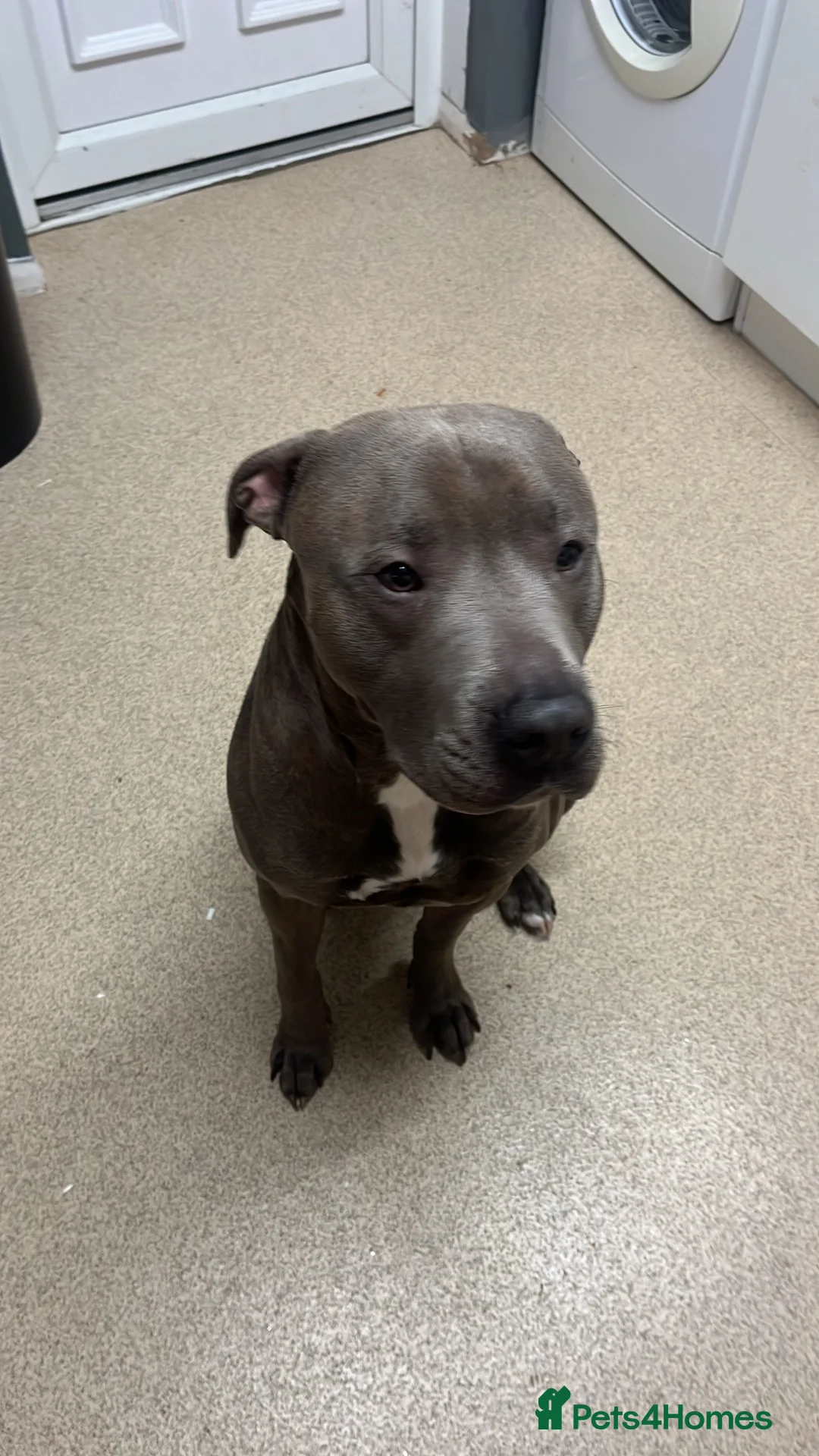 Mixed Breed dogs for sale: Cane Corso x staffy - Advert 14