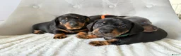 Miniature Dachshund dogs for sale: Miniature Dachshund - Advert 4
