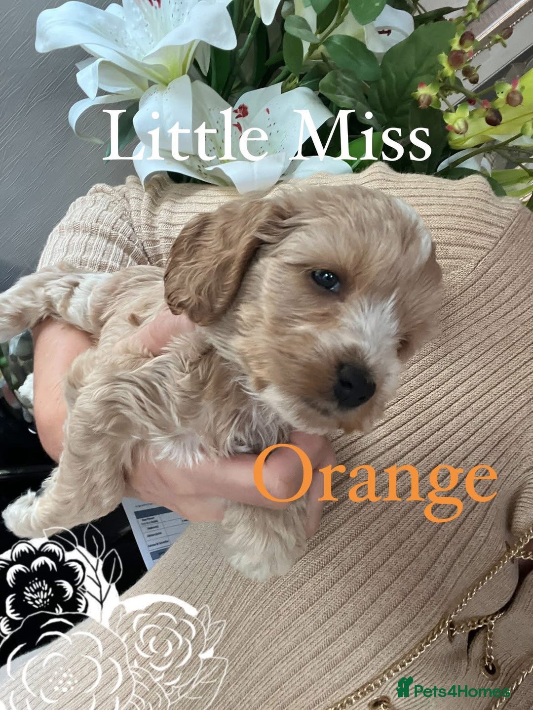 Cockapoo dogs for sale: F1 Cockapoo’s DNA Health Tested Parents - Image 27