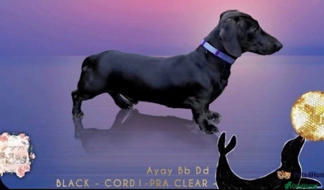 Miniature Dachshund dogs for sale: Smooth Haired Miniature Dachshunds - Advert 4