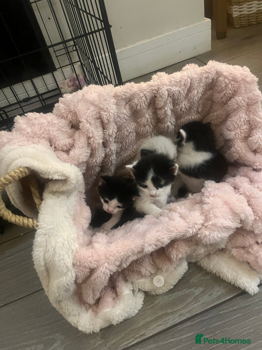 Ragdoll cats for sale: Half rag doll kitten   - Image 8