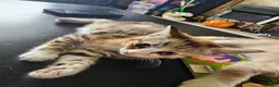 Mixed Breed cats for sale: 4 adorable female kittens for sale  - Advert 17