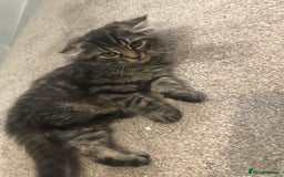Mixed Breed cats for sale: Gorgeous Tabby Girl Kittens Ready  - Image 14