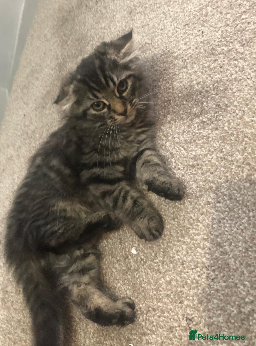 Mixed Breed cats for sale: Gorgeous Tabby Girl Kittens Ready  - Image 14