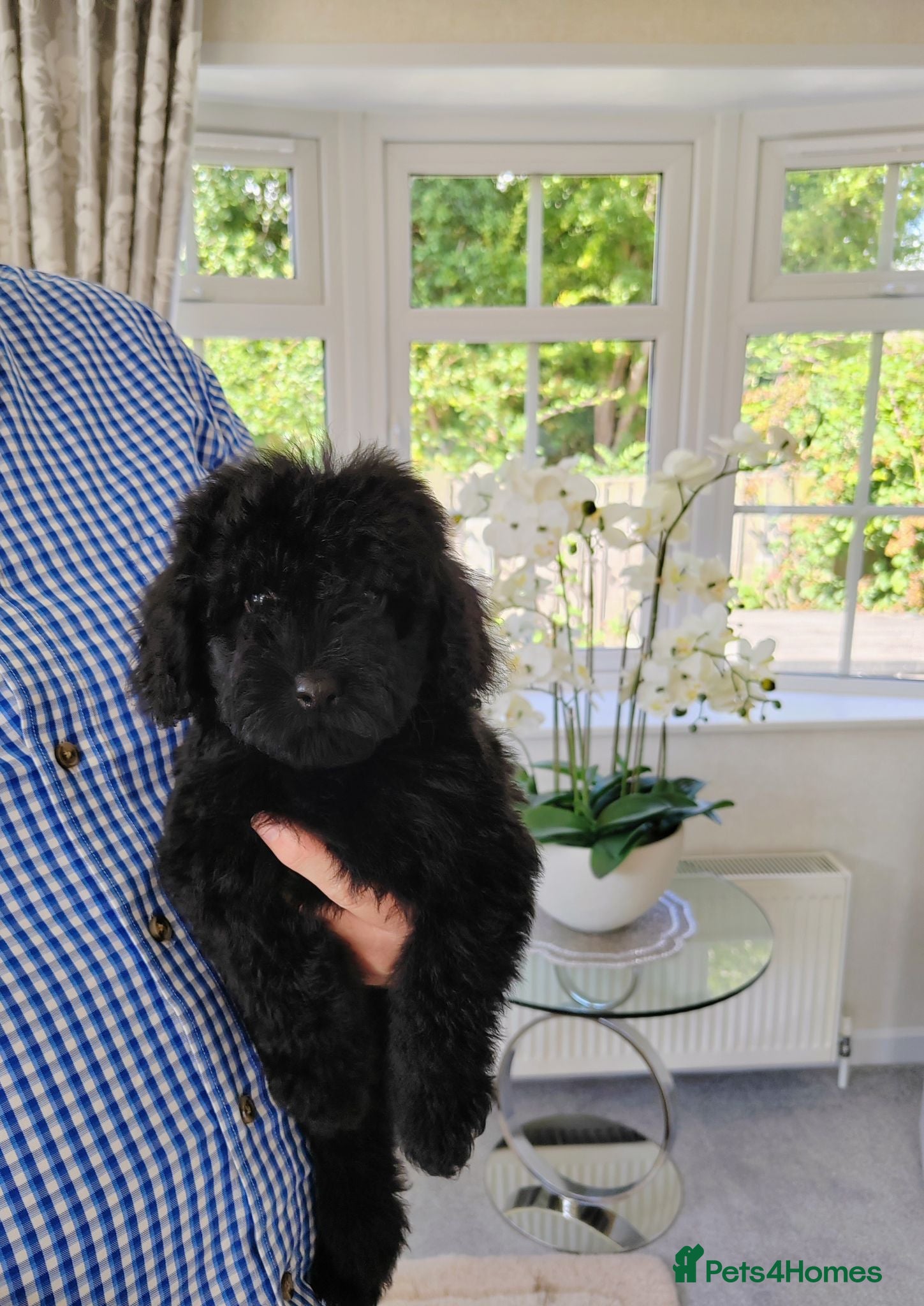 Cavapoo dogs  BEAUTIFUL DNA HEALTH TESTED PARENTS TOY CAVAPOO   - Advert 2