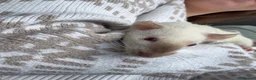 Rat rodents for sale: Female Fancy Rats For Sale in Rotherham - Advert 14