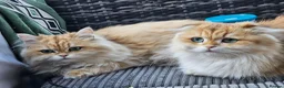 British Longhair cats for sale: British Longhaired Cats and Scottish Fold Cats in London - Advert 7