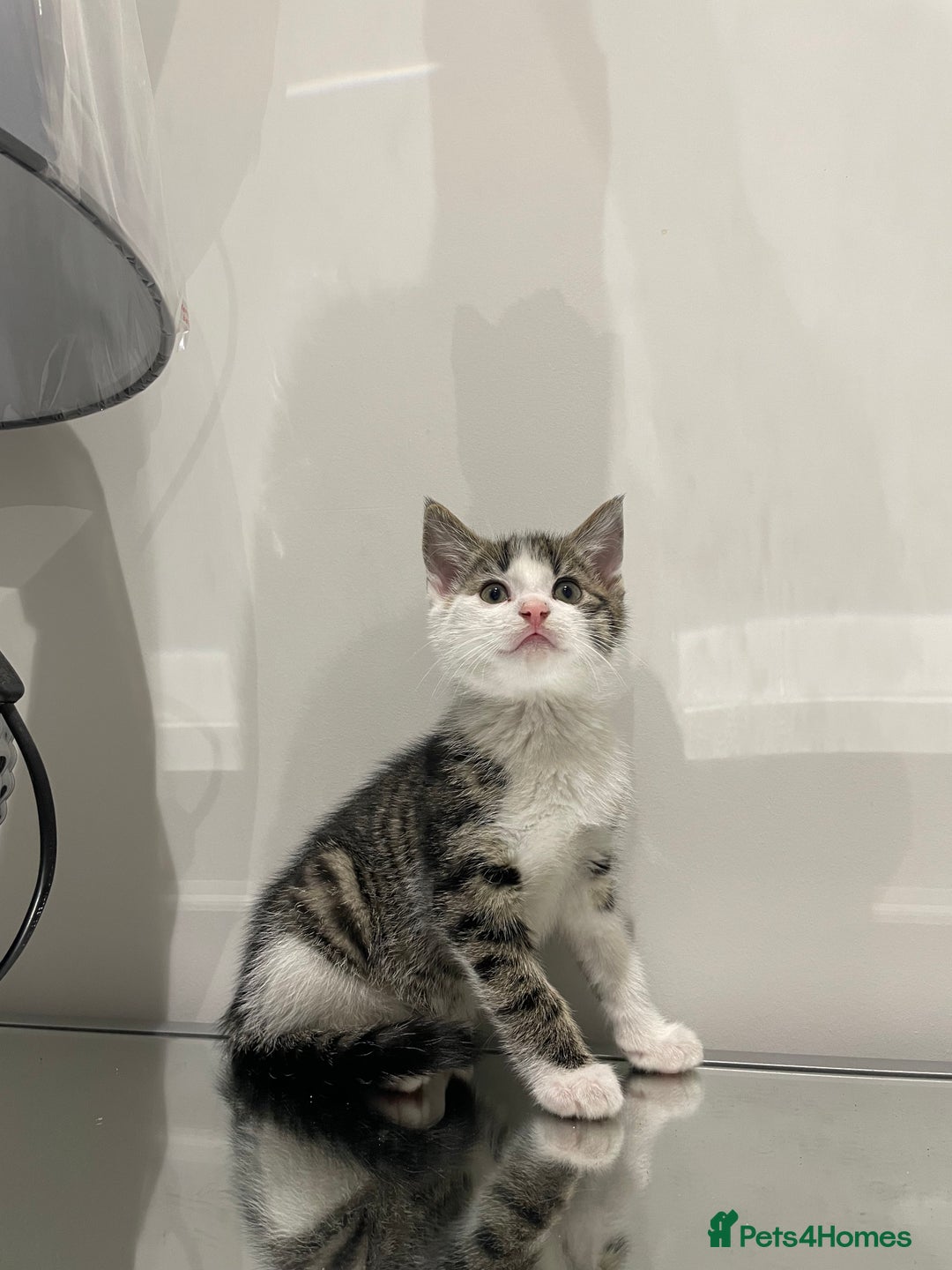 Mixed Breed cats for sale: Beautiful kittens ready to go now  - Advert 14