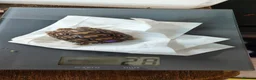 Tortoise reptiles for sale: Leopard spotted tortoises - Advert 14