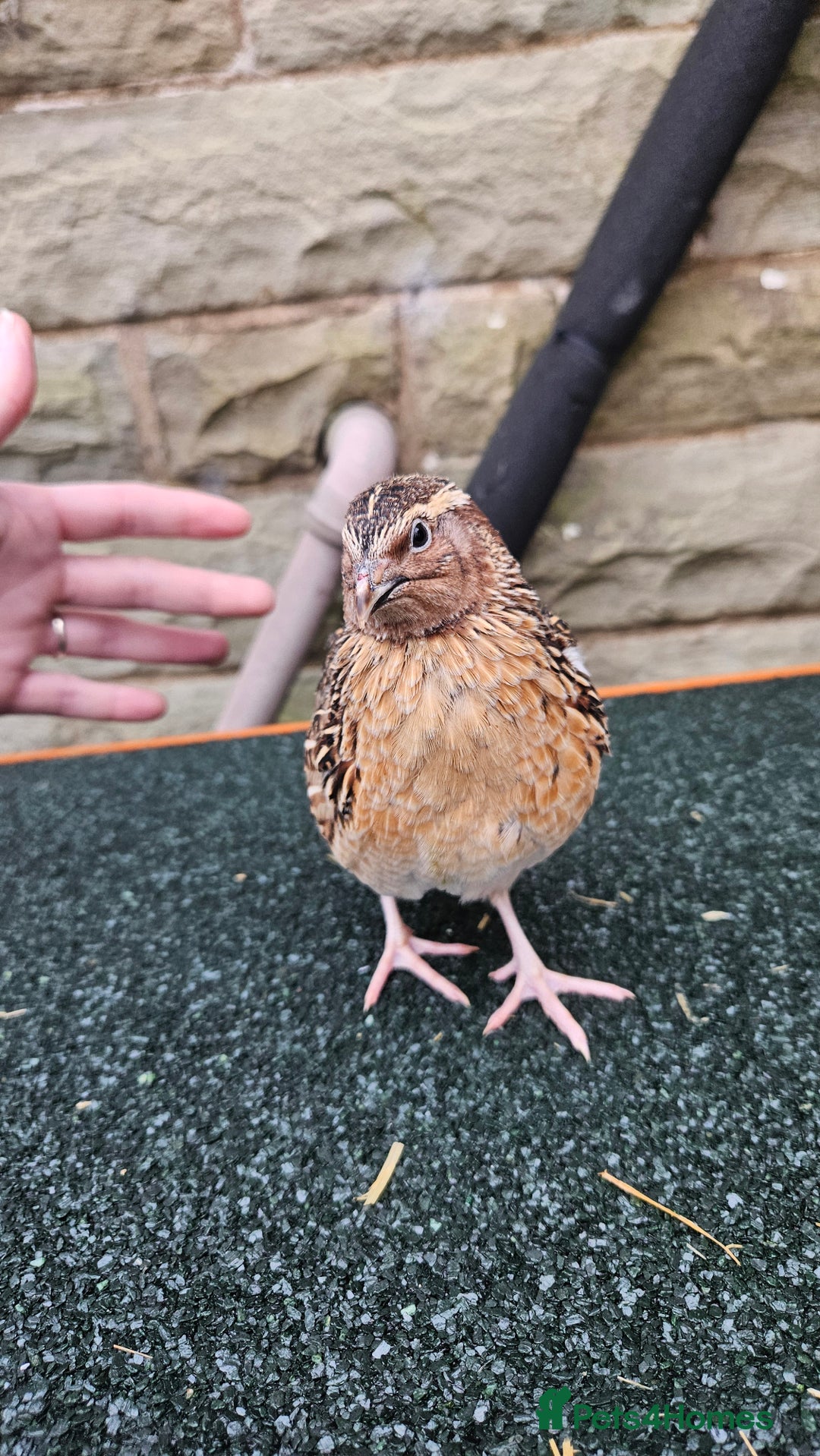 Quail poultry for sale: Japanese Quail – Young Birds Available - Advert 16